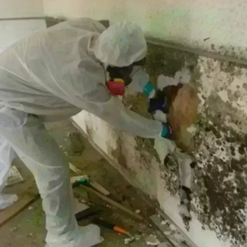 Mold Remediation and Removal in Marshfield, WI